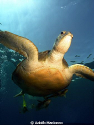 Swimming Green Turtle by Adolfo Maciocco 